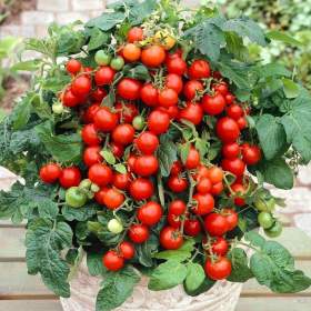 Fotka k inzerátu Rajče truhlíkové Bajaja -  semena / 19449574