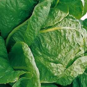 Foto inzerátu Salát římský Galander - semena