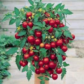 Fotka k inzerátu Rajče truhlíkové Tumbling Tom Red -  semena / 19449578