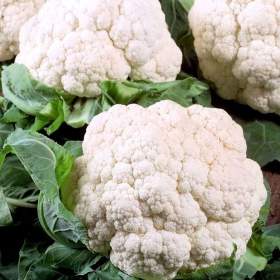 Fotka k inzerátu Květák Delta -  semena / 19449578