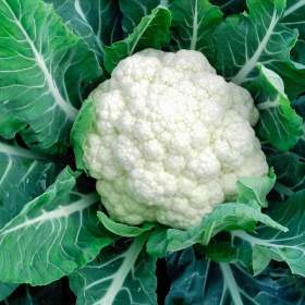 Foto inzerátu Květák Octavian - semena