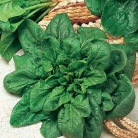 Foto inzerátu Špenát Matador - semena