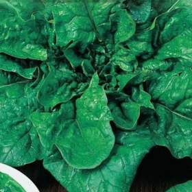 Foto inzerátu Špenát Monores - semena