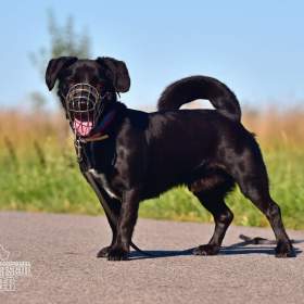 Foto inzerátu Darujeme opuštěného Dastyho