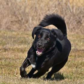 Foto inzerátu Darujeme opuštěného Dastyho
