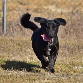 Foto inzerátu Darujeme opuštěného Dastyho