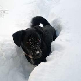 Foto inzerátu Darujeme opuštěného Dastyho