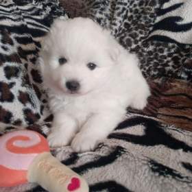 Foto inzerátu Štěňata Japonského špice