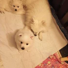 Foto inzerátu Štěňata Japonského špice