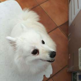 Foto inzerátu Štěňata Japonského špice