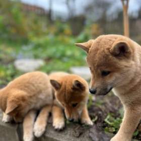 Fotka k inzerátu Krásná štěňata Shiba Inu! !  / 19658689