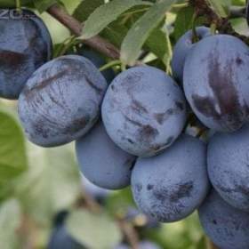 Slivovice svestkova / 19660724