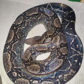 Fotka k inzerátu Hroznyš Kralovsky / 19098473