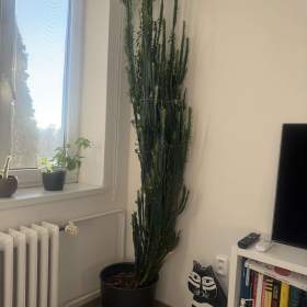 Fotka k inzerátu Věnuji kaktus 2m  / 19279112