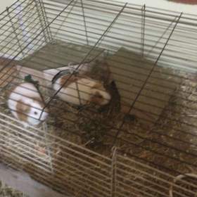 Fotka k inzerátu morčata / 19098473