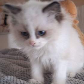 Fotka k inzerátu Koťátko Ragdoll s PP / 18147399