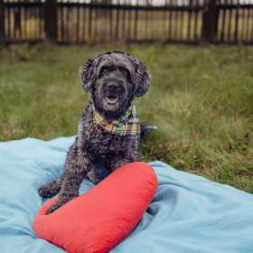 Foto inzerátu FILÍPEK - 15 kg, kastrovaný psík 12 let 