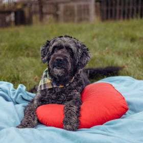 FILÍPEK -  15 kg, kastrovaný psík 12 let  / 19661700