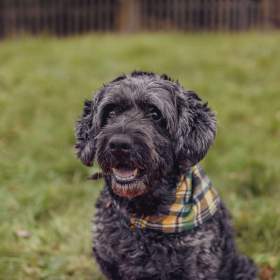 Foto inzerátu FILÍPEK - 15 kg, kastrovaný psík 12 let 