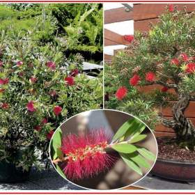 Callistemon citrinus -  semena / 19661809