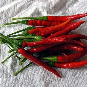 Chilli De Arbol - semena / 19661812