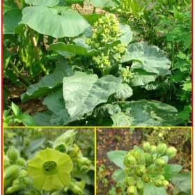 Tabák selský -  semena / 19661819