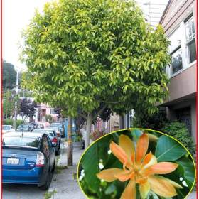 Michelia Champaca -  Magnolia Champaca -  semena / 19661826