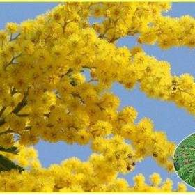 Fotka k inzerátu Acacia Decurrens -  semena / 19426617