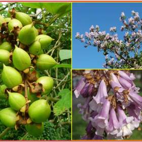 Foto inzerátu Paulownia Tomentosa - semena