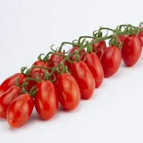 Fotka k inzerátu Rajče Dattored F1 -  semena / 19426617