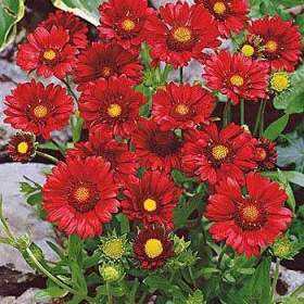 Fotka k inzerátu Gailardia Burgunder -  semena / 19426617