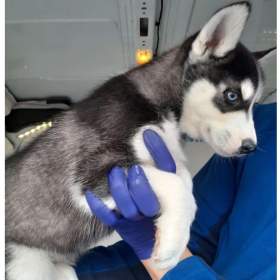 Foto inzerátu Sibiřský husky