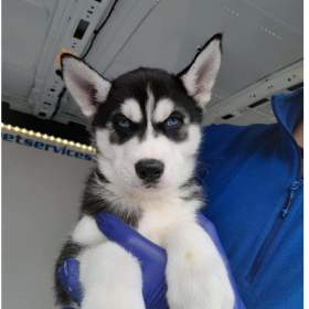 Foto inzerátu Sibiřský husky