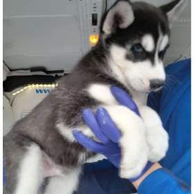 Foto inzerátu Sibiřský husky