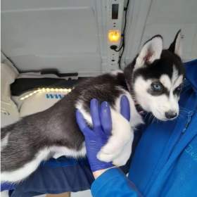 Fotka k inzerátu Sibiřský husky / 17823438