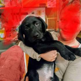 Foto inzerátu Štěňátko labradora 