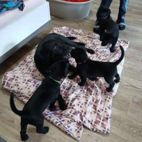 Foto inzerátu Štěňátko labradora 