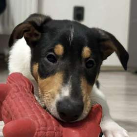 Foto inzerátu Krátkosrstá kolie s PP - pejsek - smooth collie