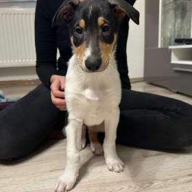 Foto inzerátu Krátkosrstá kolie s PP - pejsek - smooth collie