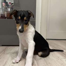 Foto inzerátu Krátkosrstá kolie s PP - pejsek - smooth collie