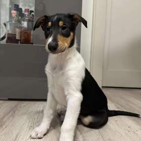 Foto inzerátu Krátkosrstá kolie s PP - pejsek - smooth collie