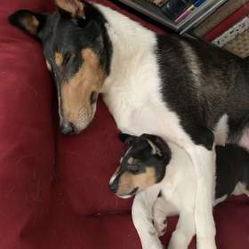 Foto inzerátu Krátkosrstá kolie s PP - pejsek - smooth collie