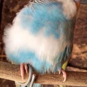 Fotka k inzerátu Andulka vlnkovaná mladatka / 19655789