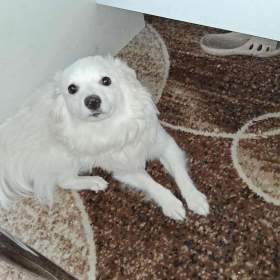 Fotka k inzerátu Prodám fenku / 19660773