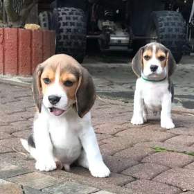 Fotka k inzerátu Bígl/též beagle / 19661700