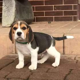 Foto inzerátu Bígl/též beagle