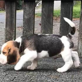 Foto inzerátu Bígl/též beagle