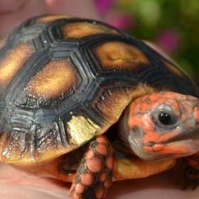 Fotka k inzerátu SUCHOZEMSKÉ ŽELVY UHLÍŘSKÉ – vlastní odchov!  / 19655698