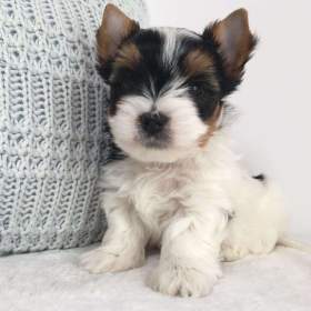 Fotka k inzerátu Biewer Jorkšírský teriér bez PP / 19661700