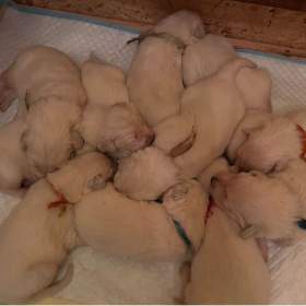 Fotka k inzerátu Slovenský čuvač -  štěňátka s PP / 19661700